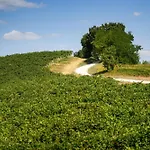 Italian Experience-zena