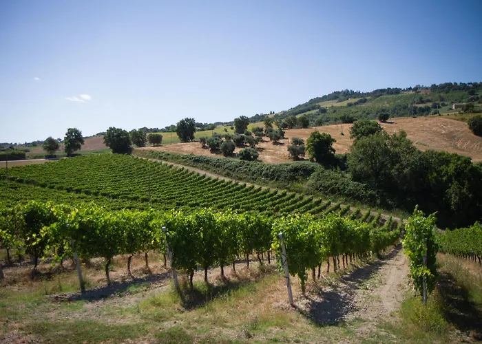 Italian Experience-zena Apartamento Cupramontana